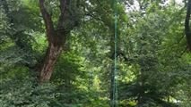 رزرو اقامتگاه بومگردی جنگلی در فومن لب آب-15