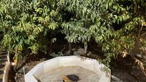 ویلا باغ استخر اب گرم سر پوشیده تصفیه دار چهارباغ رامجین-13