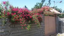 خونه باغ کوچه بهشت-20