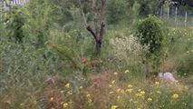 باغ ویلای بسیار لوکس و زیبای کوهستانی و جنگلی در حسنجون طالقان-10