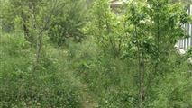 باغ ویلای بسیار لوکس و زیبای کوهستانی و جنگلی در حسنجون طالقان-14