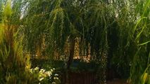 باغ در شیراز-1