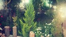 اجاره روزانه باغ ویلا با استخر روباز در کردان-5