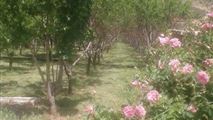 ویلا باغ مبله در قلعه سنگی خرم آباد-4