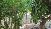 باغ ویلا استخردار در ماهدشت-30