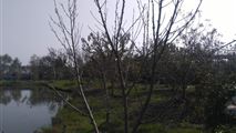 باغ ویلا با دریاچه سرخرود-21
